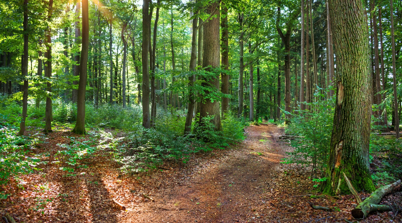 Fotolia 101445349 M Waldweg