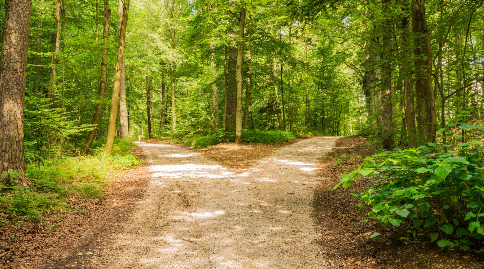 Fotolia 117628260 M Waldweg